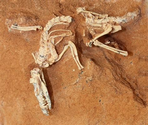 fossili più antichi oggi.